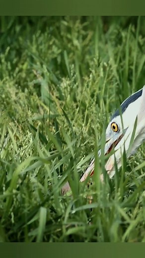 2.6K views · 18 reactions | Great blue heron eating gopher #Birds | Review Birds News | Facebook