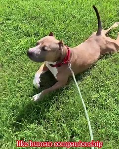 42K views · 2.8K reactions | Update: Miller has been adopted ...