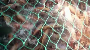 Cameroon's fish farmers shaking up the market