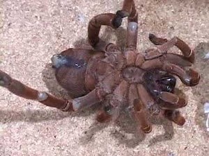 tarantula vs centipede
