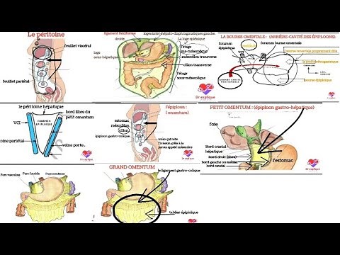 le Péritoine ( anatomie) , Meilleure explication 💪