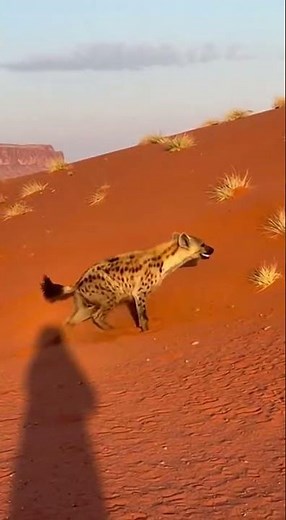 Ostrich Sends Hyena Flying with One Kick 😳🔥 #wildlife #ostrich