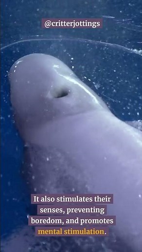 Why Beluga Eat Ice?