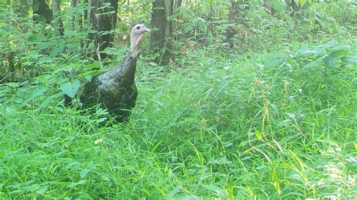 Ohio wild turkeys continue to have above-average nesting success