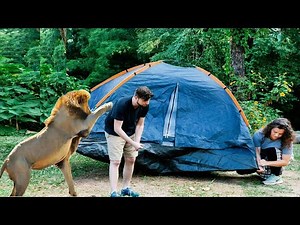 The Funniest Wild Preditor Animal Encounters Ever Caught On Camera