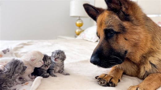 220K views · 11K reactions | German Shepherd Reaction to Newborn Kittens | Golden Retriever Puppy | Facebook
