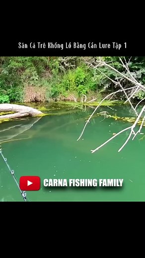 Câu Cá Trê Khổng Lồ Bằng Cần Lure Phần 1