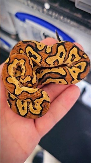 Clown Ball Python 🤯🔥 #ballpython #royalpython #clownballpython #ballpythonbreeder #snakes #reptiles