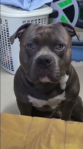 I Love You: Teach Your Dog a Heart Sign #Shorts, #DogLove #PetLovers #entertainment