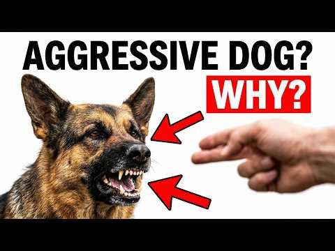 PSYCHOLOGY OF AGGRESSIVE DOGS Explained in 7 Minutes