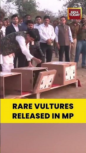 Rare Vultures Released In MP | CM Leads Wildlife Conservation Push #madhyapradesh