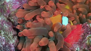 Unique connection between clown fish and sea anemones. Close-up of unique connection between anemones and clown fish on underwater seabed of Red Sea.