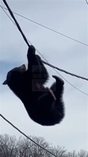 Blue Ridge Breaking News on Instagram: "🚨High-Wire Act in the Neighborhood🚨 We usually see squirrels navigating the power lines, but today the weight class went up significantly. Viewer footage sent in from a local street captures a massive black bear attempting a tightrope walk that went wrong halfway across. The video shows the animal dangling precariously from a utility cable, which is bowing dangerously low under the strain. The bear struggles to pull himself up, hanging by his front paws