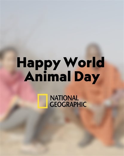 Happy World Animal Day! This year’s theme; ‘Save Animals, Save the Planet’, is a reminder that protecting keystone species helps to preserve their diverse habitats. To celebrate World Animal Day, we are showcasing the work of Shivani Bhalla, Jeneria Lekilelei and Toby Otieno, lion conservationists and National Geographic Explorers. “World Animal Day is a moment for all of us, across the globe, to pause and reflect on the vital role lions and all wildlife play in our world. At Ewaso Lions, we are