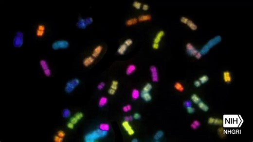 27 reactions | Chromosomes are thread-like structures inside the nucleus of animal and plant cells! Each chromosome is made of protein and a single molecule of DNA. That DNA contains instructions that make each living creature unique! It’s yet another reason why you are so special. Learn more! https://www.genome.gov/genetics-glossary/Chromosome | National Human Genome Research Institute | Facebook