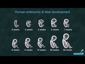 Human embryonic & fetal development