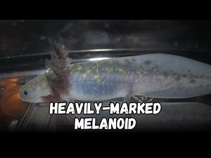 Heavily Marked Melanoid Axolotl - Types Of Axolotl Morphs, Care Guide for Beginners