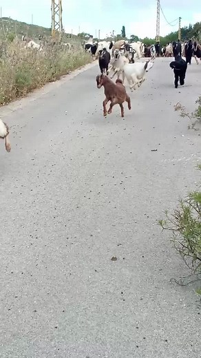 Goats Running in a Rural Setting