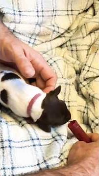 German Shorthaired Pointer Puppies | Day 5 ENS & Day 4 ESI Progress