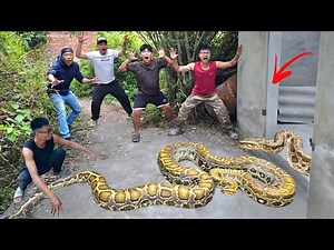 Brave Expert Catch Giant Python and 100 Dragon Snakes