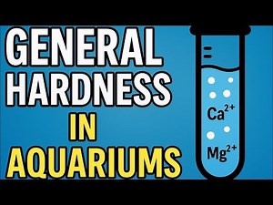Hard or Soft Water? How GH Affects Every Living Thing in Your Aquarium