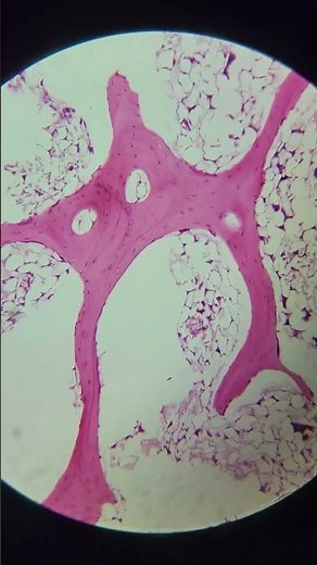 Human finger at 25x, 40x, 100x, 200x and 400x magnification | Finger under the microscope 🔬