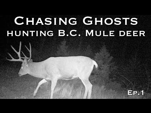 Hunting B.C. Mule deer / Chasing Ghosts ep.1
