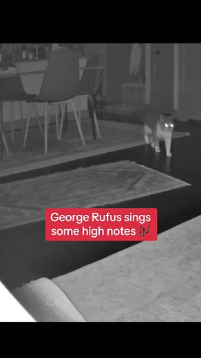 George Rufus the Lonely Cat on TikTok