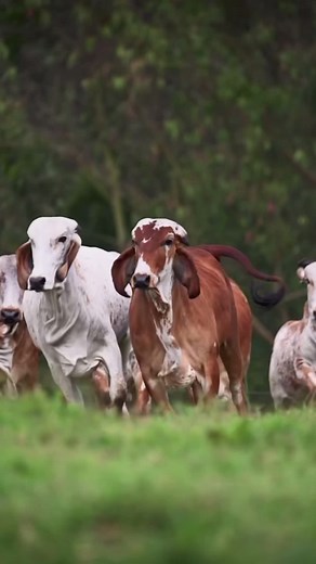 Buenos Días en la Ganadería: Caballos y Ganado