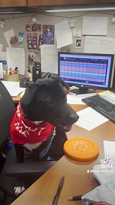 1K views · 772 reactions | Exciting news! We have a foster puppy named Shade! Here’s a day in his life with the Knights!  If you want to adopt this cutie, DM us! | Charlotte Knights | Facebook