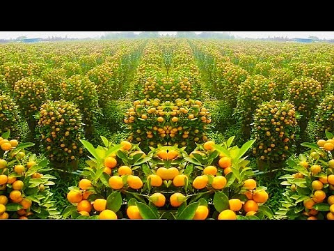 The Most Modern Agriculture Machines That Are At Another Level, How To Harvest Oranges In Farm ▶2