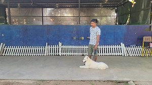 သမီးလေး Arya ကိုလေ့ကျင့်ပေးနေတာပါခင်ဗျာ... အခြေခံသင်တန်းမှာတင်၊က‌လေးရဲ့နာခံမှု့လေးကကောင်းတော့၊အဆင့်မြင့်ပိုင်းလေးတွေပါထည့်ပီးသင်ထားပေးပါတယ်ဗျ၊Video ထဲမှာလည်းသေချာလေးရှင်းပြထားပေးပါတယ်ခင်ဗျာ... #Dog_Trainer_Ko_Ye #Smart_Dog_Training _School_Myanmar | SMART DOG TRAINING SCHOOL - MYANMAR