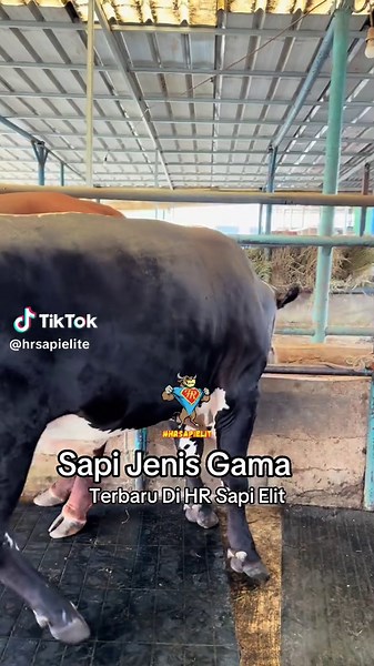 Sapi Jenis Gama Terbaru di HR Sapi Elit