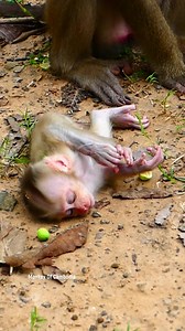 Baby monkey cries loudly with heartbreaking sound, then finally falls asleep on the cold ground after mom leaves him all alone. #fypviralシ #cute #tiktok #monkey #animal #reel #fy #pet #facebookviral | Monkey Of Cambodia