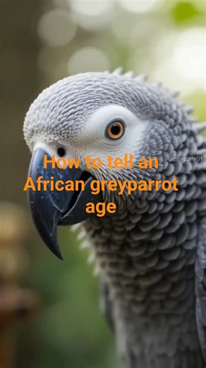 How to tell an African greyparrot age #parrotlife #talkingparot #birds