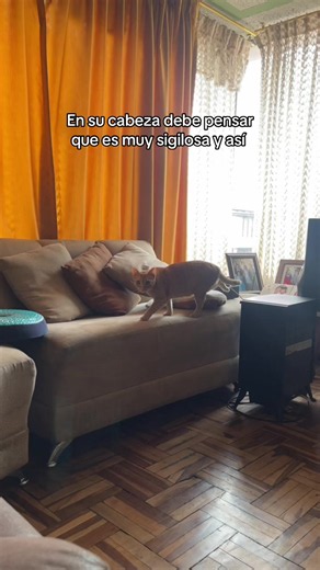 Gatos naranjas creyendo que son sigilosos (video divertido)