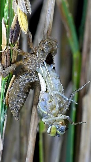 Witness the Creator's Art: Dragonfly Transformation in Beautiful Detail 😱 #canvasofthewild