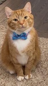 62K views · 109K reactions | Shifty  #cats #catstagram #cute #funny #gingercat #kona | Konakaikaleo | Facebook