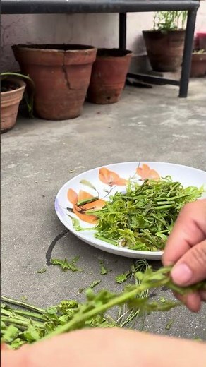 Cleaning Fiddlehead Ferns 🍃 #countrybeauty #vegetable #nature #greens