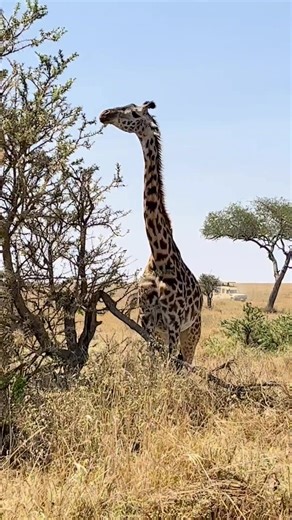 A peaceful safari drive… a giraffe feeding quietly in the golden light… and the African landscape stretching endlessly into the horizon 🌅🦒 This is the magic of Tanzania — where wildlife moves freely, sunsets paint the sky, and every drive brings a new story. Our guests often say it’s these gentle, unscripted moments that stay with them long after the journey ends. At Lux African Safaris & Tours, we specialise in tailor-made luxury safaris designed around your pace, your preferences, and your s