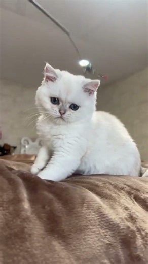 Sefir Scottish Straight Black Silver Male