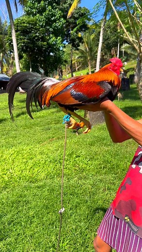 Cecil Davis Kelso | Mup G Farms