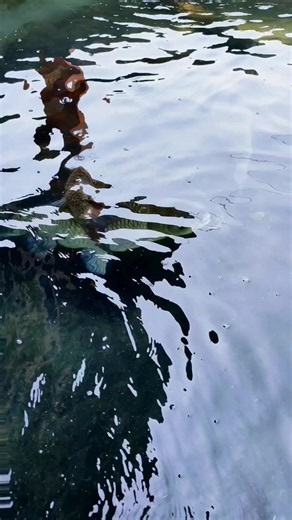 Grass Fish Live Record Video: A Glimpse into Their World ❣️