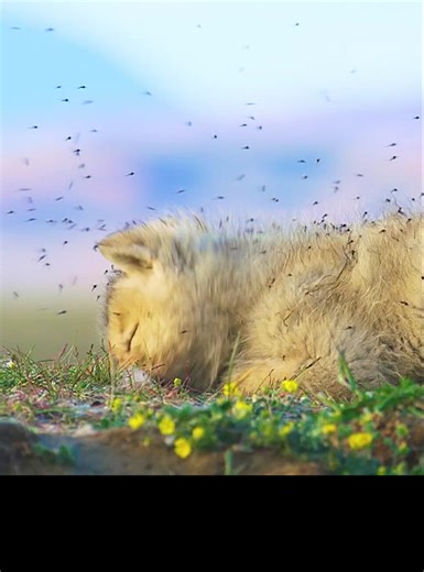 Arctic Wildlife Survival: A Father's Journey to Protect His Cubs from Mosquito Plague