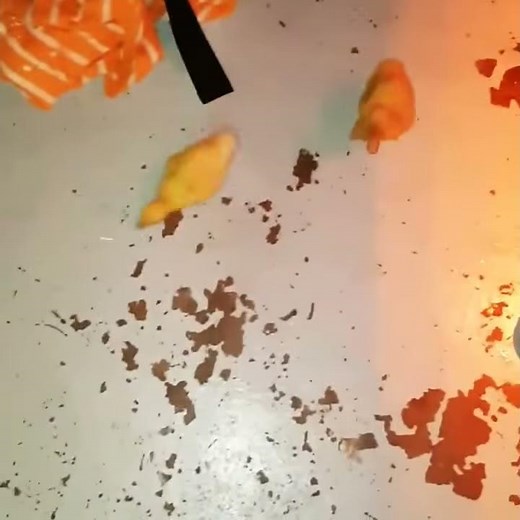 Ducklings chase laser pointer