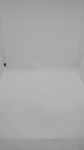 53K views · 1.2K reactions | My First kaido house Mini GT colab with tamiya "The Hornet" Nissan R34 GTR Sheeeeeeesh!!!!! #minigt #kaidohouse #thehornet #tamiya #diecastcars #toys #nissanr34 #gtrskyline | Brylle Siscon | Facebook