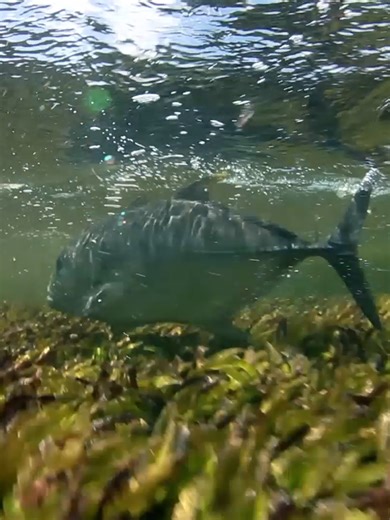 THE CRAZIEST GT HIT! - ‘Providence’ on Fishing TV Click the link to watch now! https://www.fishingtv.com/video/providence-an-incredible-saltwater-fly-fishing-adventure/ The 5th film in Confluence Film's incredible collection is Providence, a saltwater fly fishing adventure to the famed Providence Atoll, in the Seychelles. These waters were closed for several years due to the threat of Somalian pirates so when the team arrived in October 2015, they were basically fishing virgin flats. Not surpris