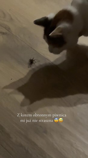 Scary and Funny Cat vs. Spider Compilation