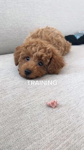 Training Toy Poodle: Teaching Stay Commands
