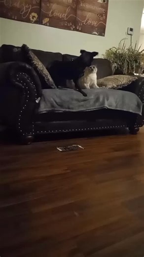 Taylor starling on Instagram: "I'm obsessed with how sweet Lily's being to Pixie! As the older sibling at 3 years old, she's taking her job very seriously and teaching Pixie, who's 2, all the ways of the world - without a single claw in sight!"